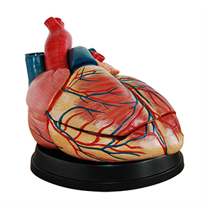 New Style Jumbo Heart Model